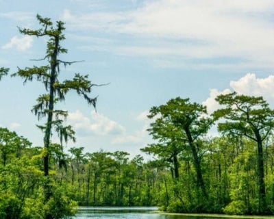 Wildlife Boat Tour in Myrtle Beach