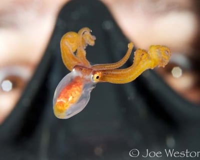 Kailua Kona Night Drift Dive