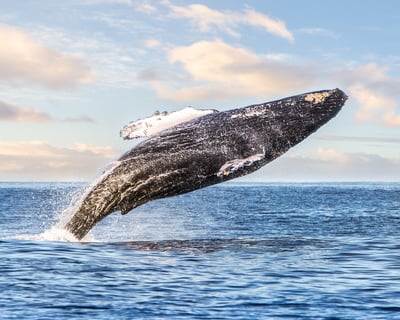 Whale Watching Cruise in Kailua-Kona