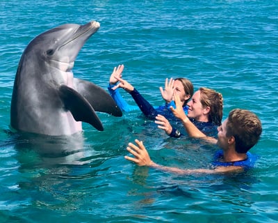St. Thomas Dolphin Swim Experience