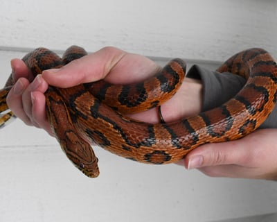 Meet Live Lowcountry Reptiles in a 1-Hour Program