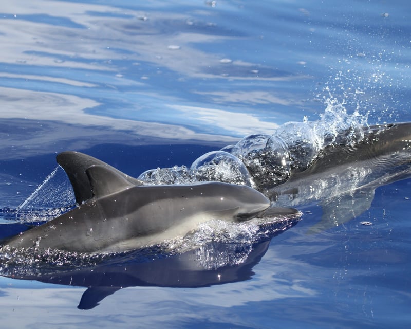 Lanai Dolphin Snorkel Cruise From Lahaina