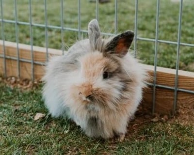 General Admission to Mitchell's Petting Zoo & Exotics