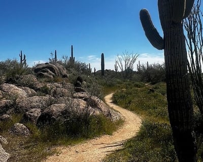 Private Guided Hike in the Sonoran Desert