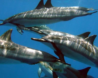 Early Riser Dolphin Adventure in Keauhou Bay
