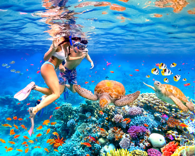 Turtle Canyon Snorkeling Cruise From Waikiki