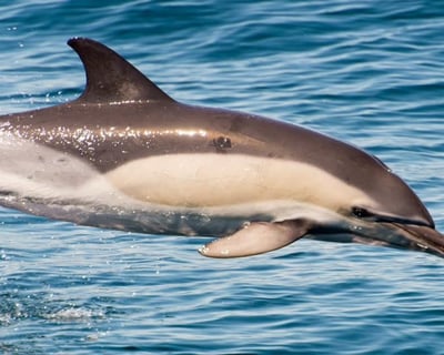 Whale Watching Cruise in Montauk with Narrator