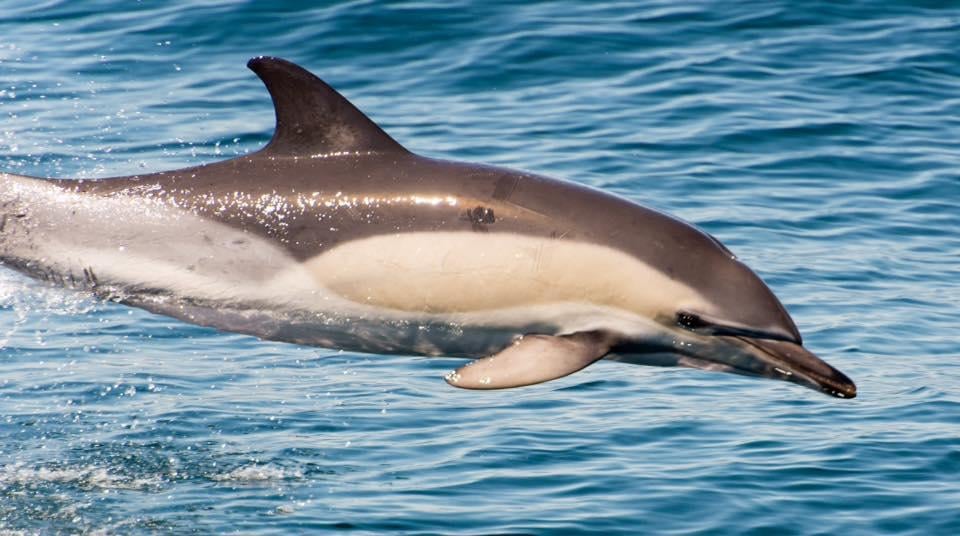 Whale Watching Cruise in Montauk with Narrator