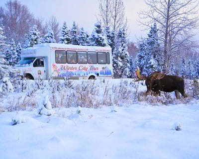 Anchorage Winter Tour: History, Food & Wildlife