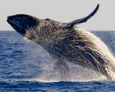 Maui Whalewatch Sail from Ma'alaea Harbor