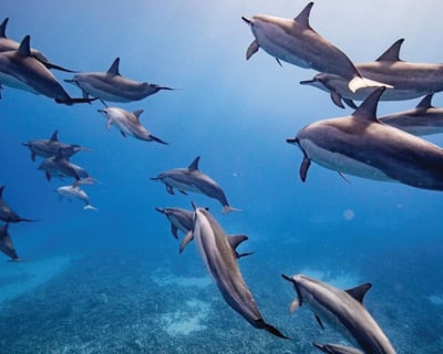 2-Hour Maui Eco-Raft Dolphin and Whale Search