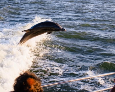 Fort Myers Beach Dolphin Cruise with Certified Guide