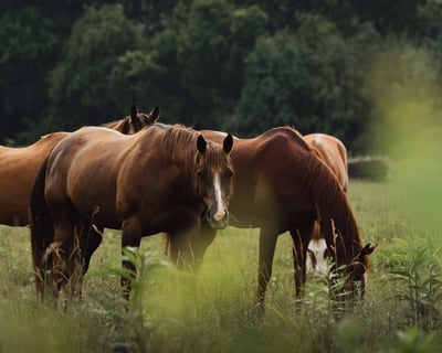 1-Hour Horseback Trail Ride in Calhoun