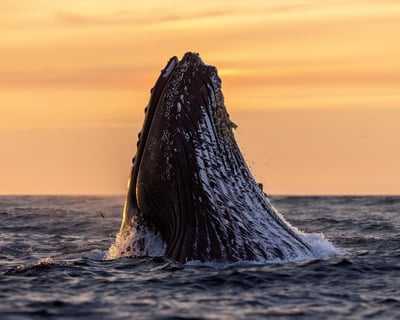 Sunset Whale Watching Cruise in Monterey Bay