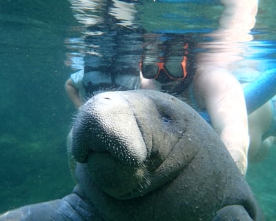 Snorkel With Manatees in Crystal River & Homosassa