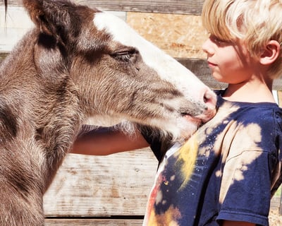 Baby Clydesdale Farm Tour in Dunnellon