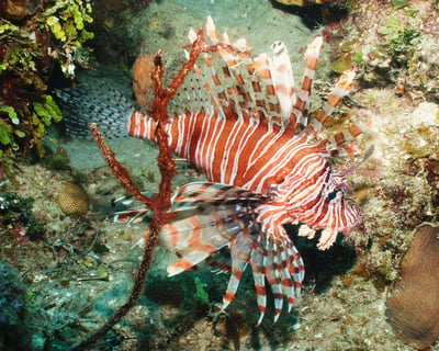 Explore Key West's Barrier Reef on a 4-Hour Trip
