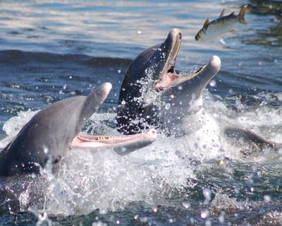 2-Hour River & Gulf Dolphin Tour in Homosassa