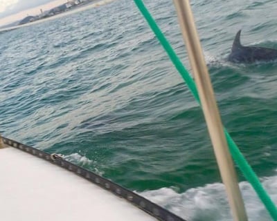 1.5-Hour Afternoon Sail on San Juan Bay