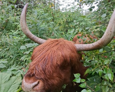 Guided Forest Walk With Cows in Trapper Creek
