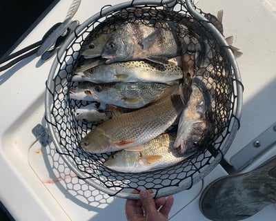 4-Hour Inshore Fishing Charter in Marlin Quay