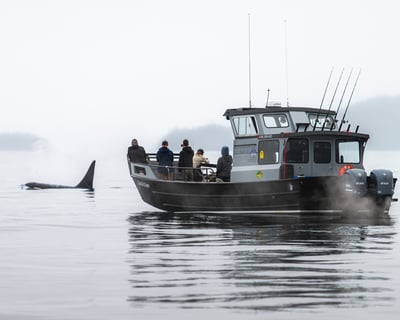 2-Hour Wildlife Cruise in Kachemak Bay