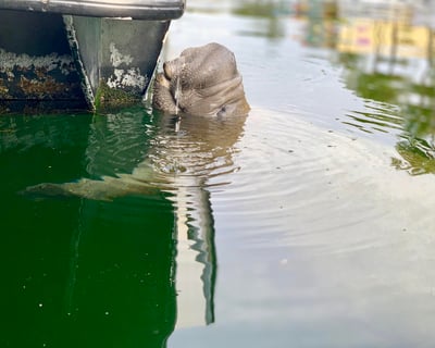 Eco Boat Tour of Key Largo