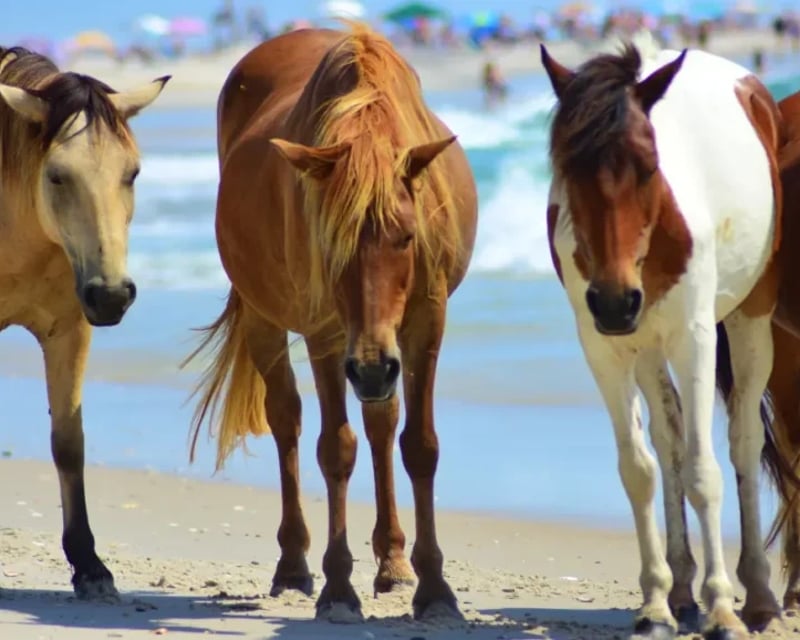 Return Pony Swim Boat Tour in Chincoteague
