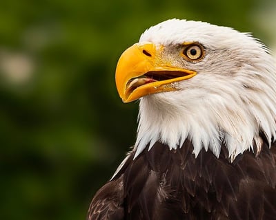 Kenai Fjords Birding Cruise