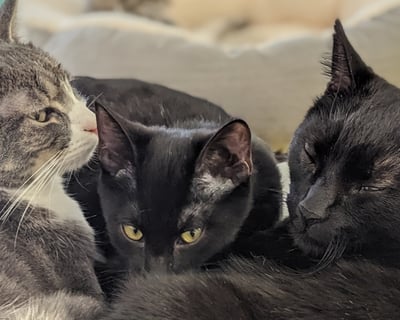 Port Orchard Cat Cafe: 45 Min with Adoptables