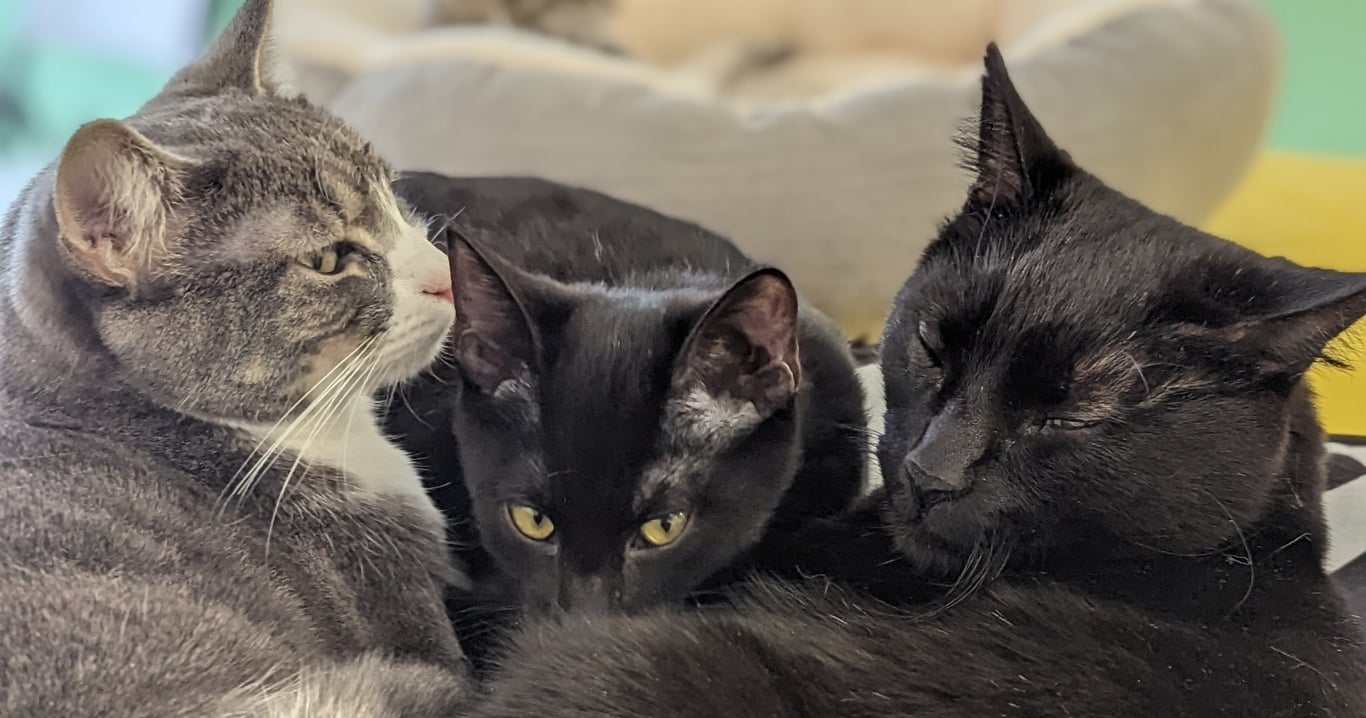 Port Orchard Cat Cafe: 45 Min with Adoptables