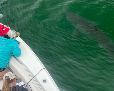 Private White Shark Cruise on Cape Cod
