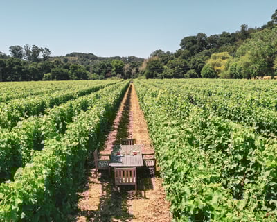 The Collector: Private Boutique Winery Tour