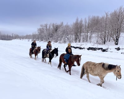 Winter Horseback Trail Ride in Palmer