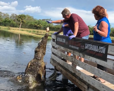 Alligator Feeding Challenge in Palmdale