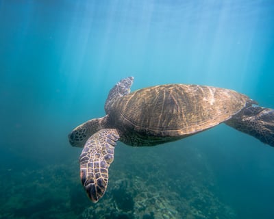 Private Hawaiian Green Sea Turtle Snorkel Charter
