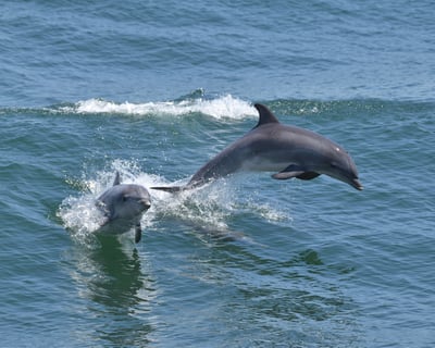 2-Hour Cape May Dolphin and Bird Watching Cruise