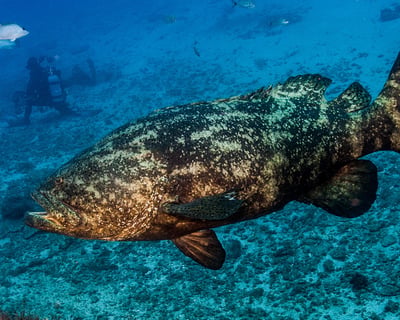 Goliath Grouper Awareness Course in Miami