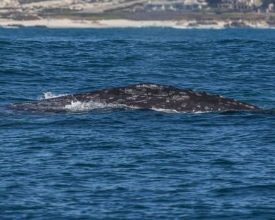 Spot Gray Whales on Morning Monterey Cruise