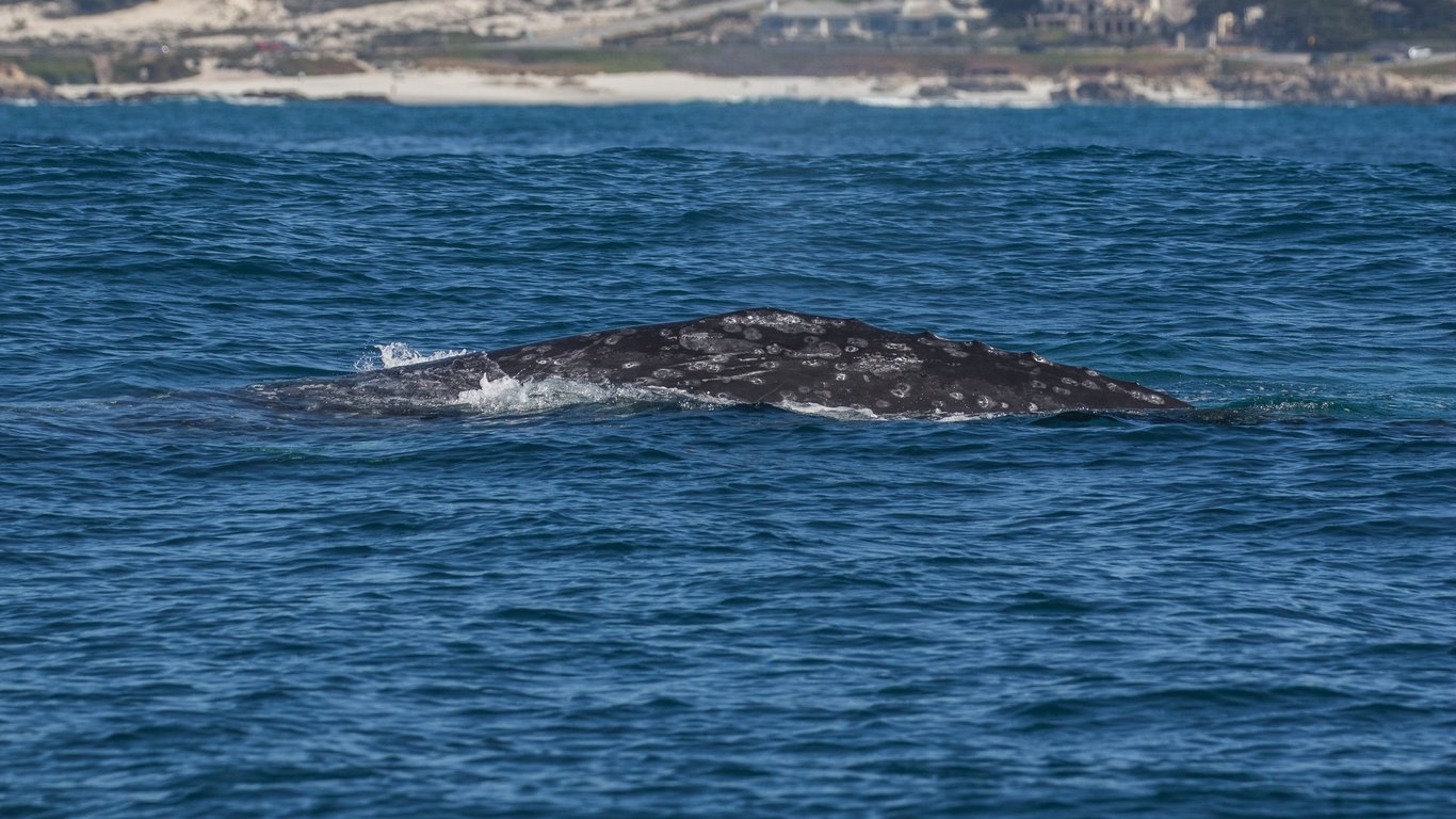 Spot Gray Whales on Morning Monterey Cruise