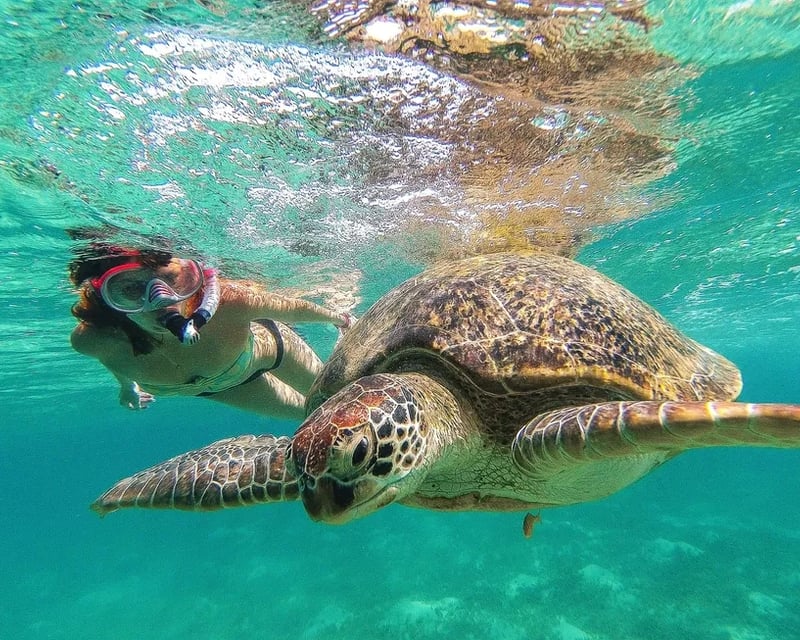 Akumal Reef & Turtle Swim Tour from Cancun
