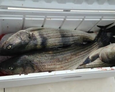Sunset Fluke Fishing Charter in Belmar