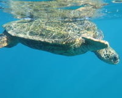 Turtle Town Stand-Up Paddleboard Rental at Makena Landing