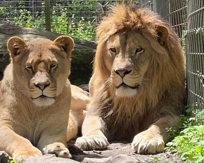 Explore Lake Ariel's Zoo in the Woods