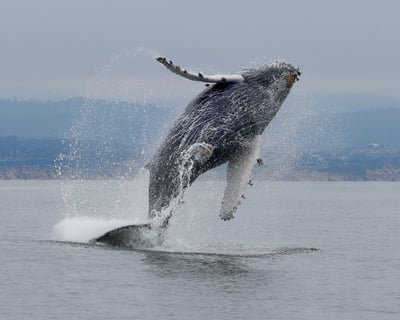 Whale Watching Cruise From Moss Landing