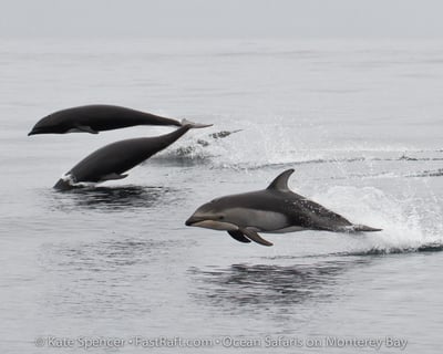 All-Day Whale Watching Cruise in Monterey Bay
