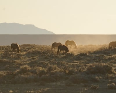 Half-Day Wild Mustang Tour From Cody