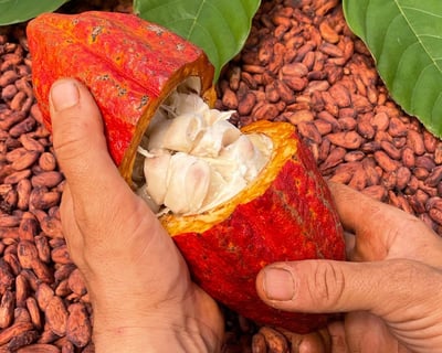 Bean to Bar Chocolate Making Tour & Tasting