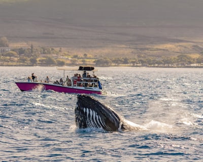 Lahaina Sunset Whale Watching Cruise