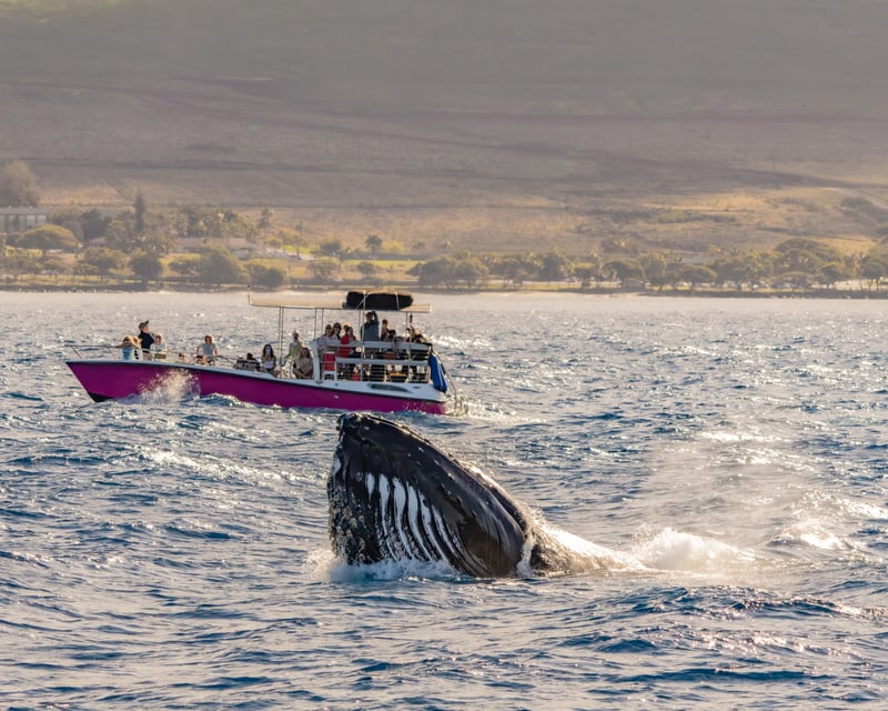 Lahaina Sunset Whale Watching Cruise